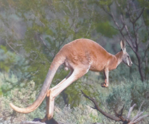 ein Känguru, gesehen und fotografiert von unserem Röstmeister